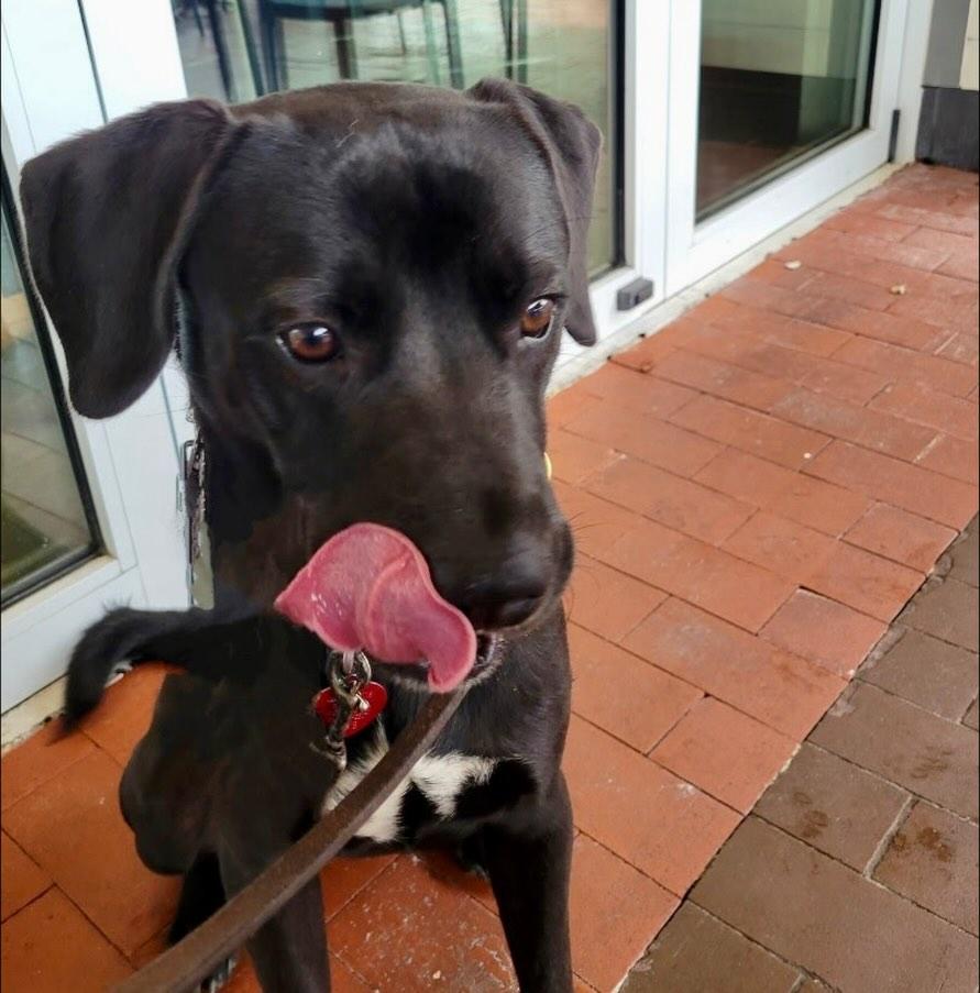 Onyx, a Adoptable mixed breed in Raleigh, NC image 2/6