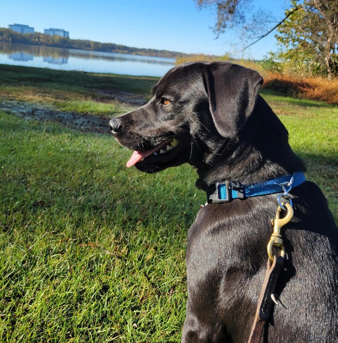 Onyx, a Adoptable mixed breed in Raleigh, NC image 1/6