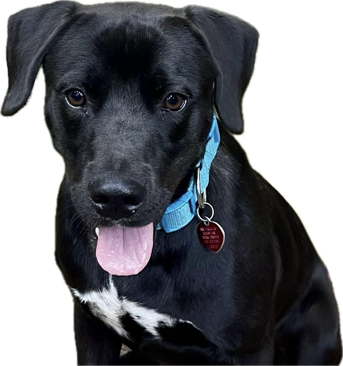 Onyx, a Adoptable mixed breed in Raleigh, NC image 2/6