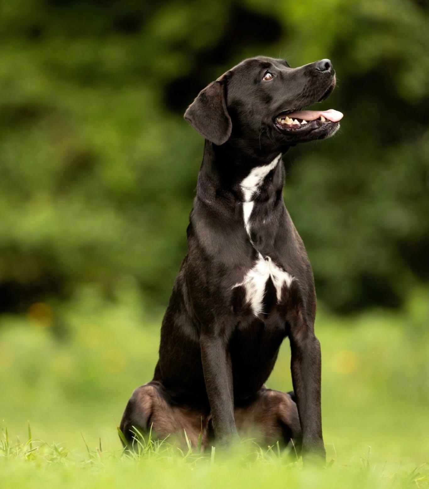 Onyx, a Adoptable mixed breed in Raleigh, NC image 2/6