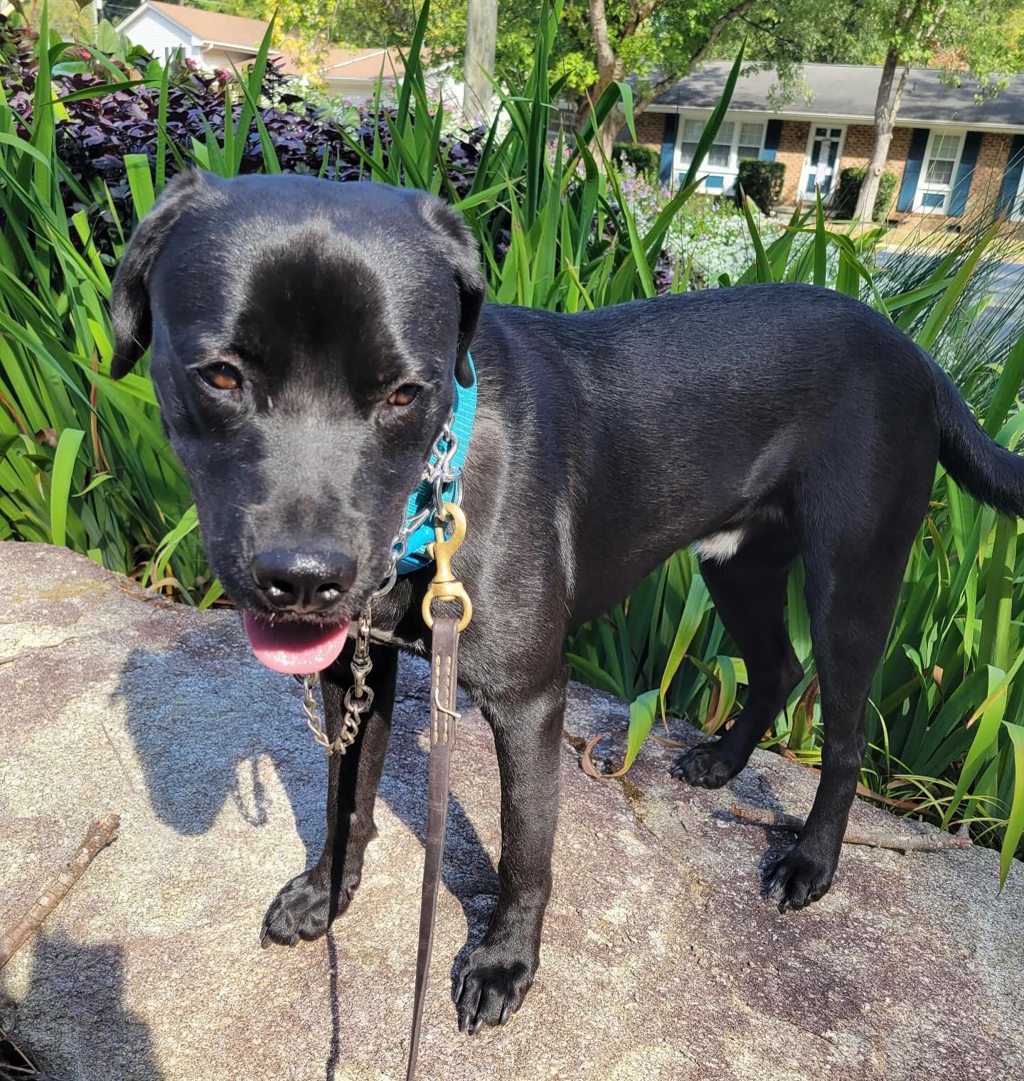 Onyx, a Adoptable mixed breed in Raleigh, NC image 4/6