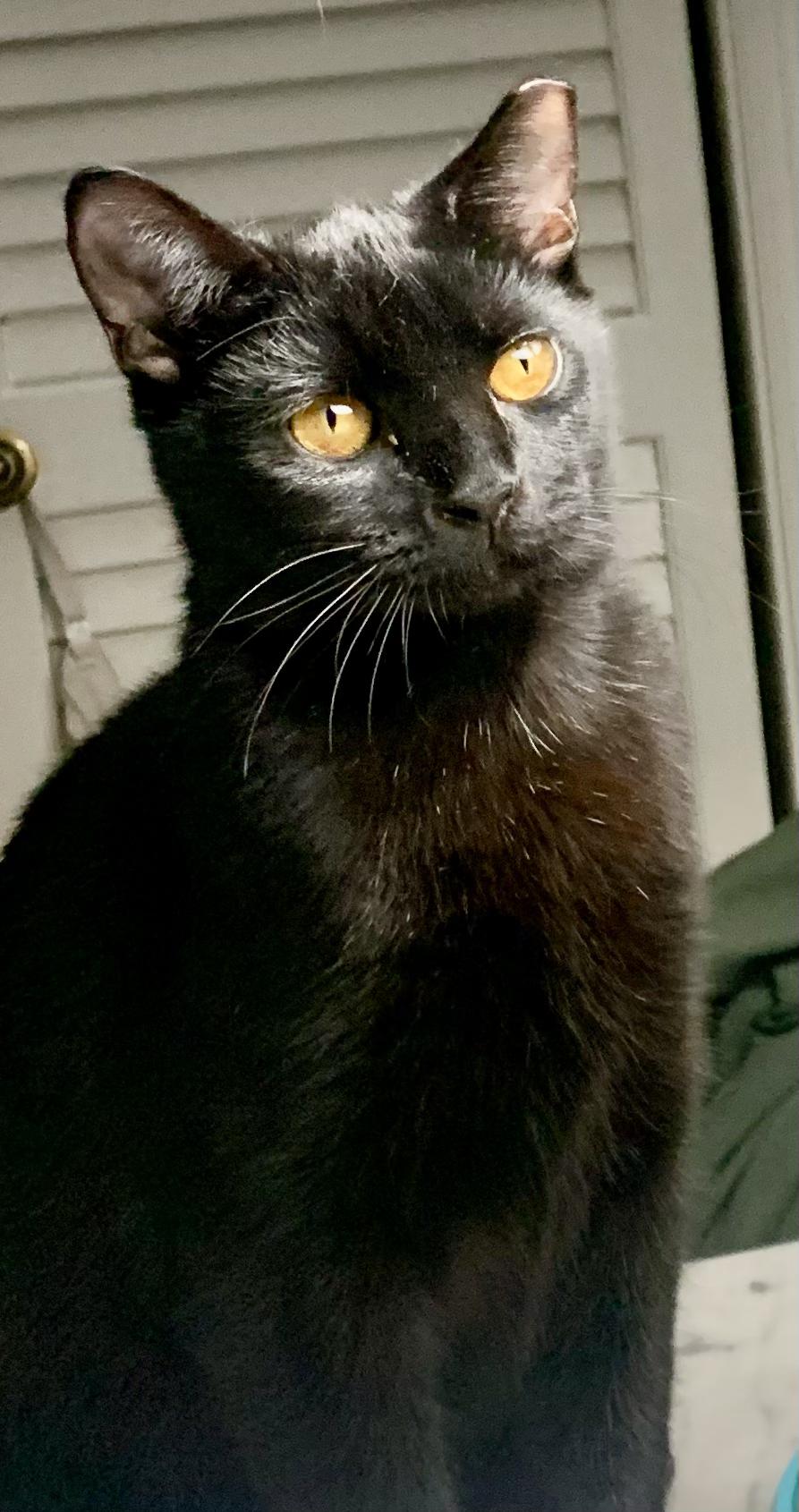 Enlarge Floyd the Void, a ADOPTABLE Domestic Short Hair in Wilmington, NC image 4/6