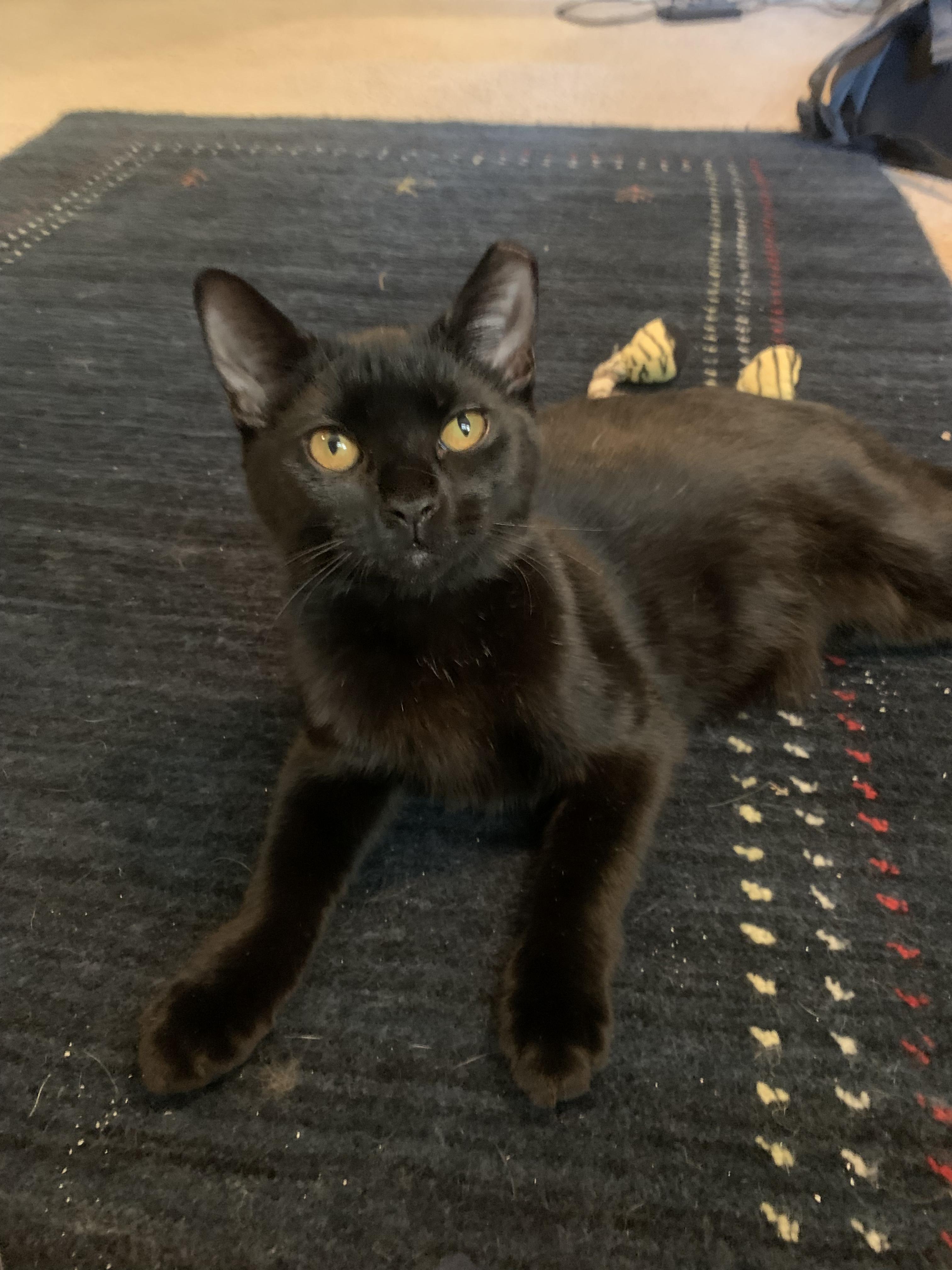 Enlarge Floyd the Void, a ADOPTABLE Domestic Short Hair in Wilmington, NC image 5/6