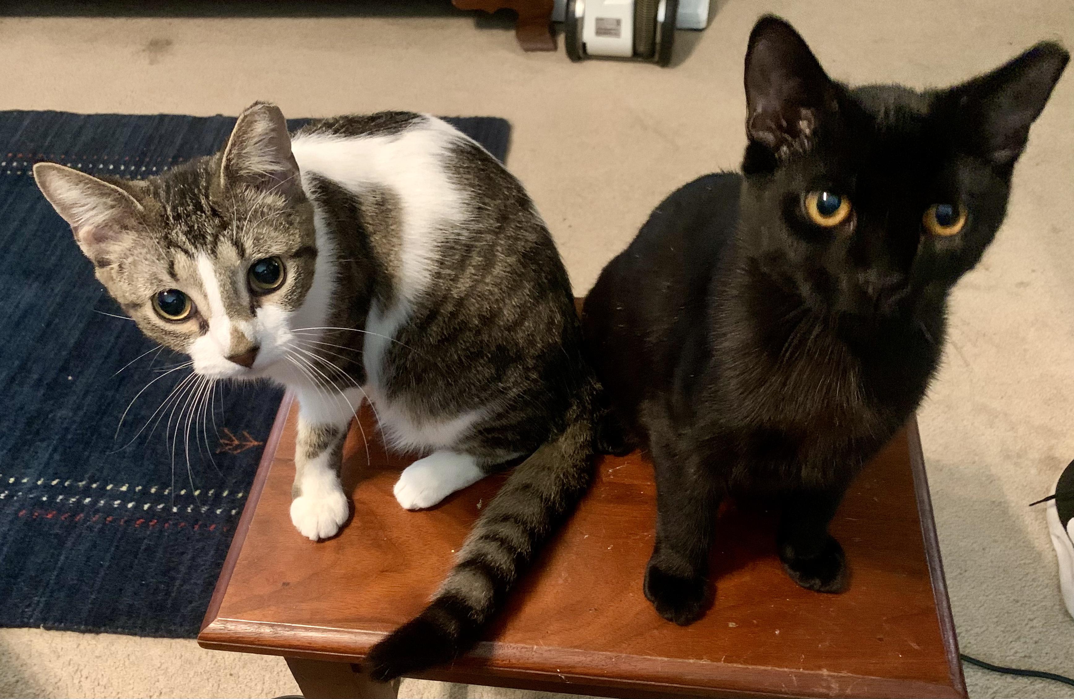 Enlarge Floyd the Void, a ADOPTABLE Domestic Short Hair in Wilmington, NC image 2/6