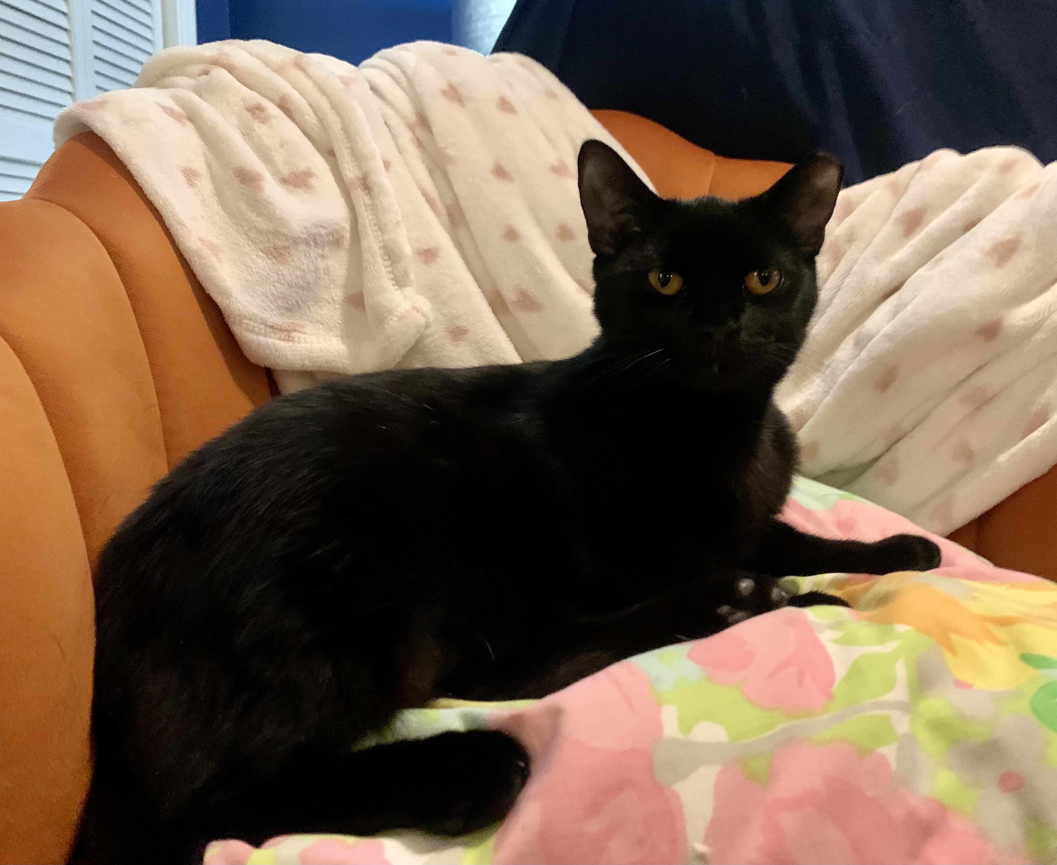 Enlarge Floyd the Void, a ADOPTABLE Domestic Short Hair in Wilmington, NC image 6/6