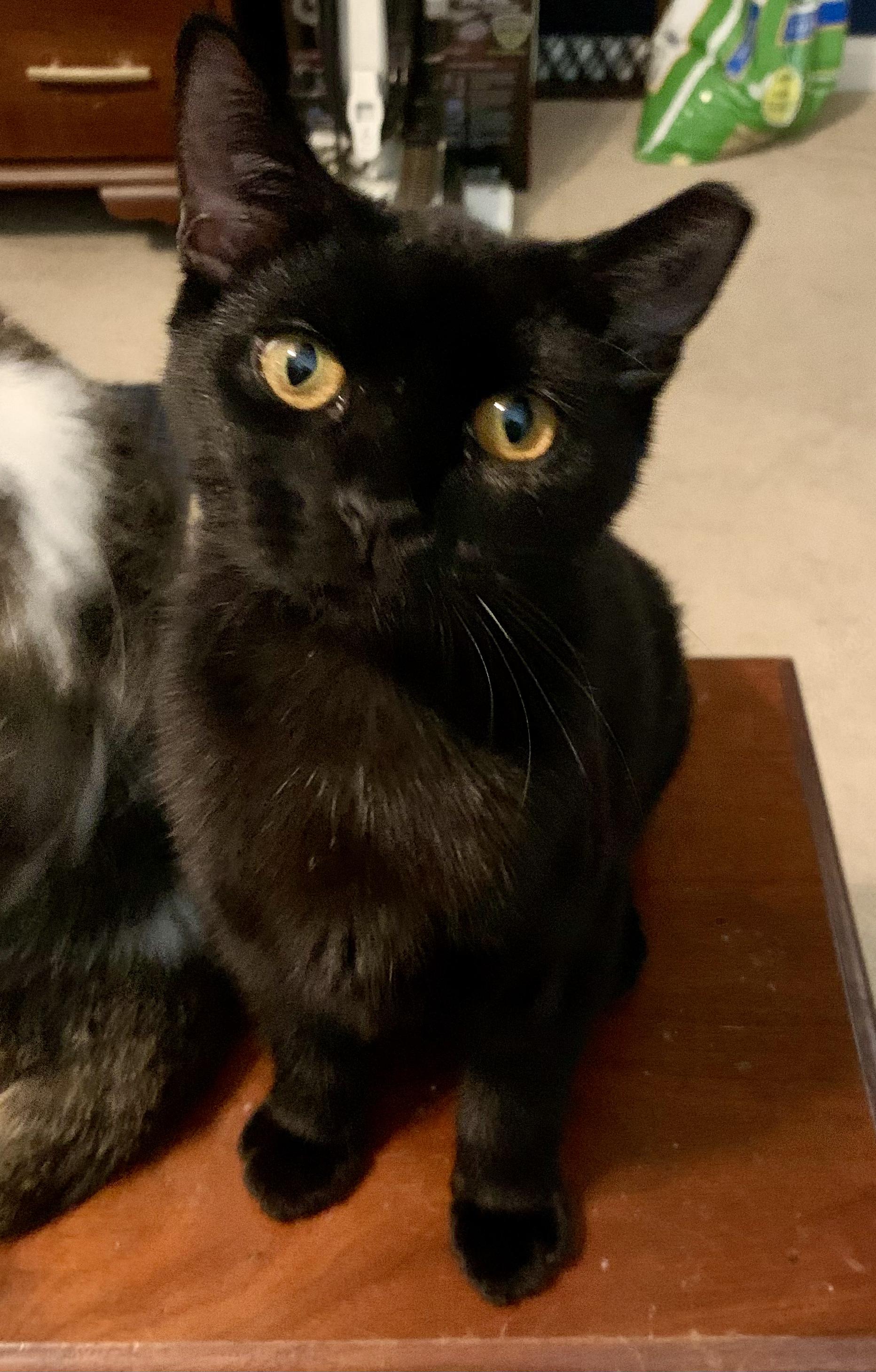 Enlarge Floyd the Void, a ADOPTABLE Domestic Short Hair in Wilmington, NC image 1/6