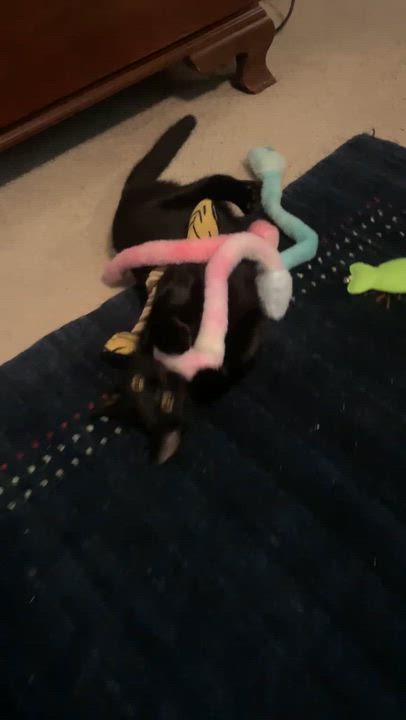 Enlarge Floyd the Void, a ADOPTABLE Domestic Short Hair in Wilmington, NC video 3/6