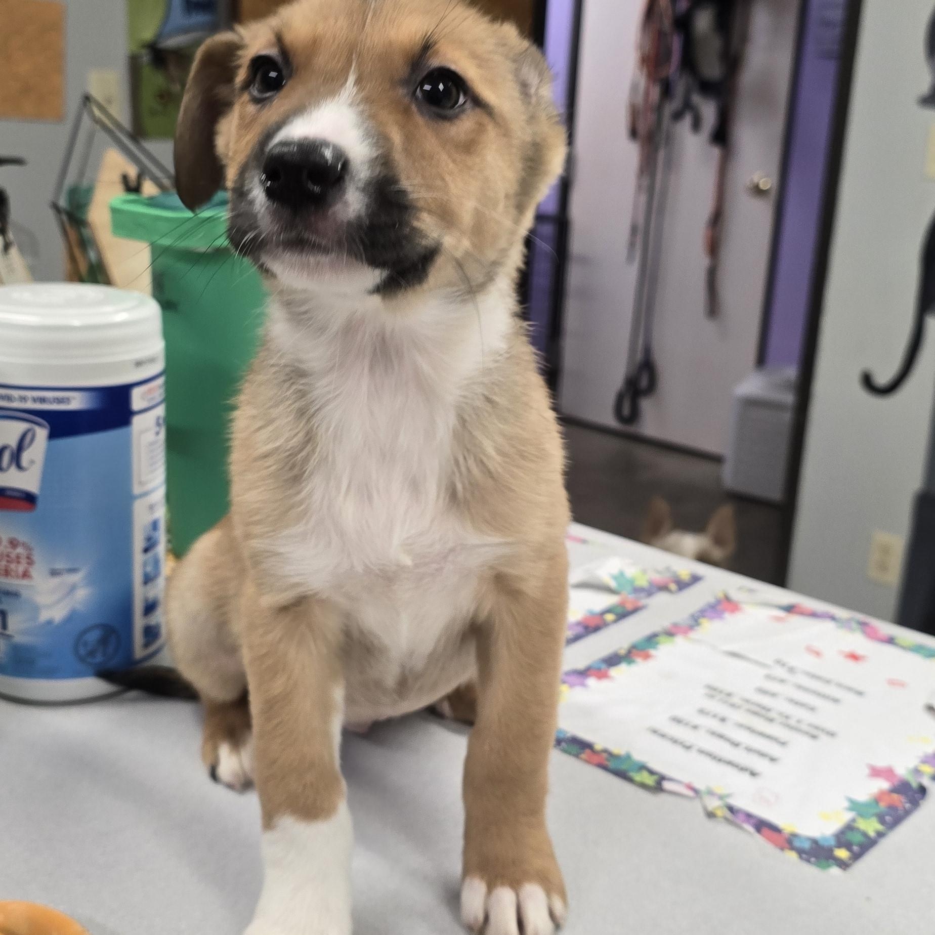 Bella Rose, ADOPTABLE, Puppy Female Australian Shepherd.