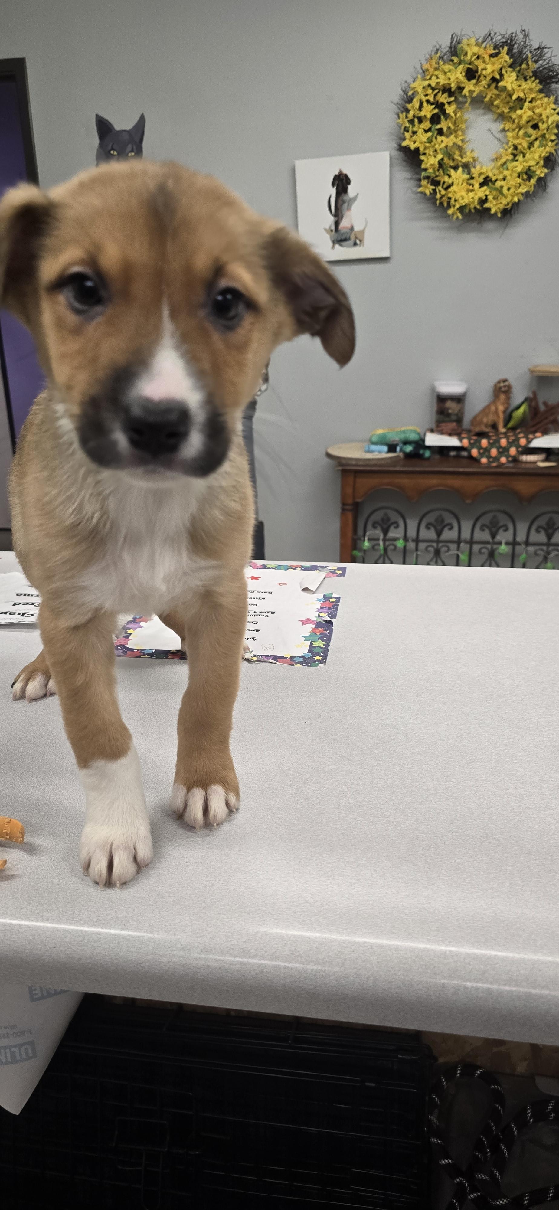 Enlarge Bella Rose, a ADOPTABLE mixed breed in Petersburg, IN image 2/2