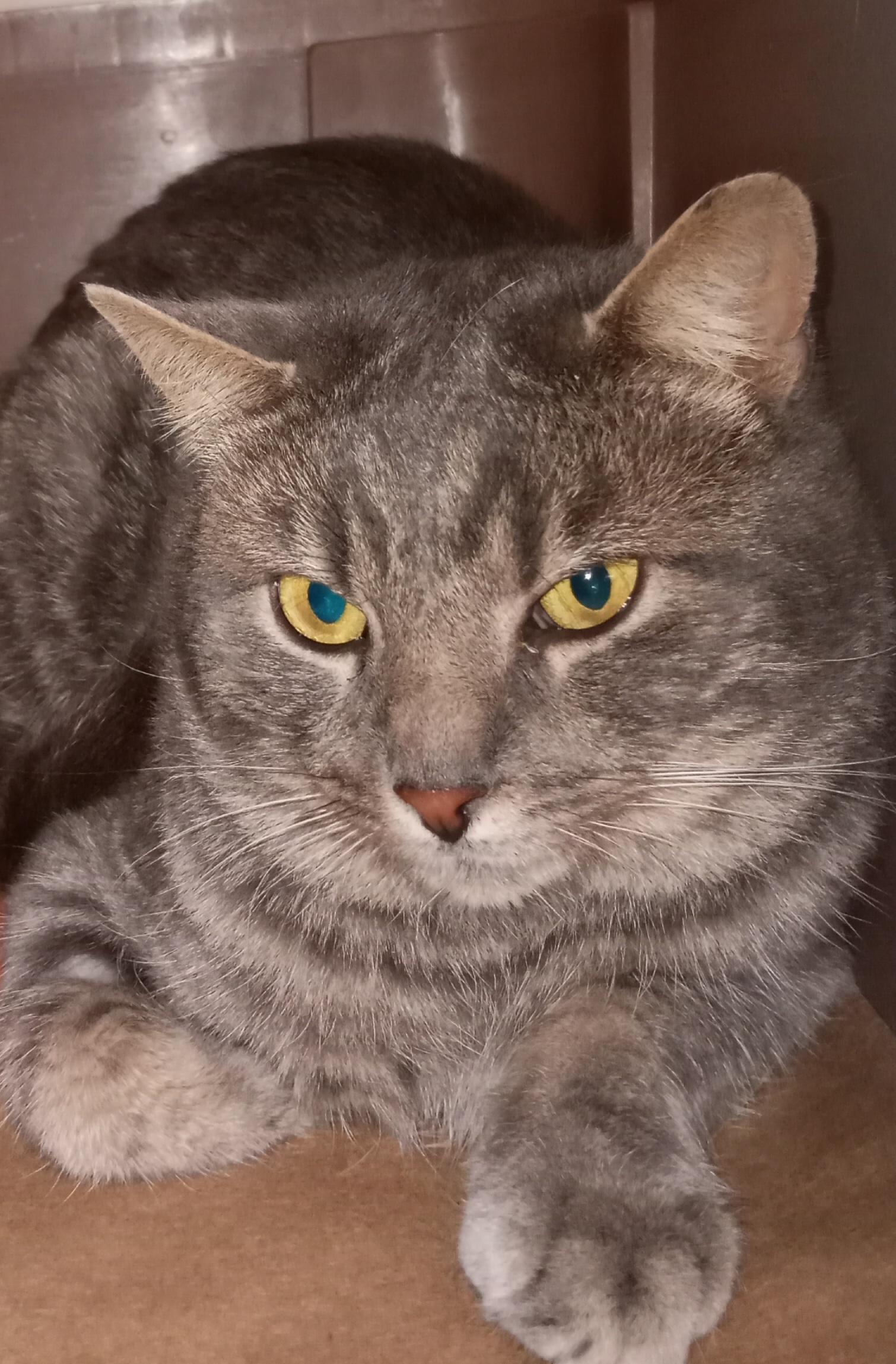 Mystery, a Adoptable Domestic Short Hair in Mississauga, ON image 2/3