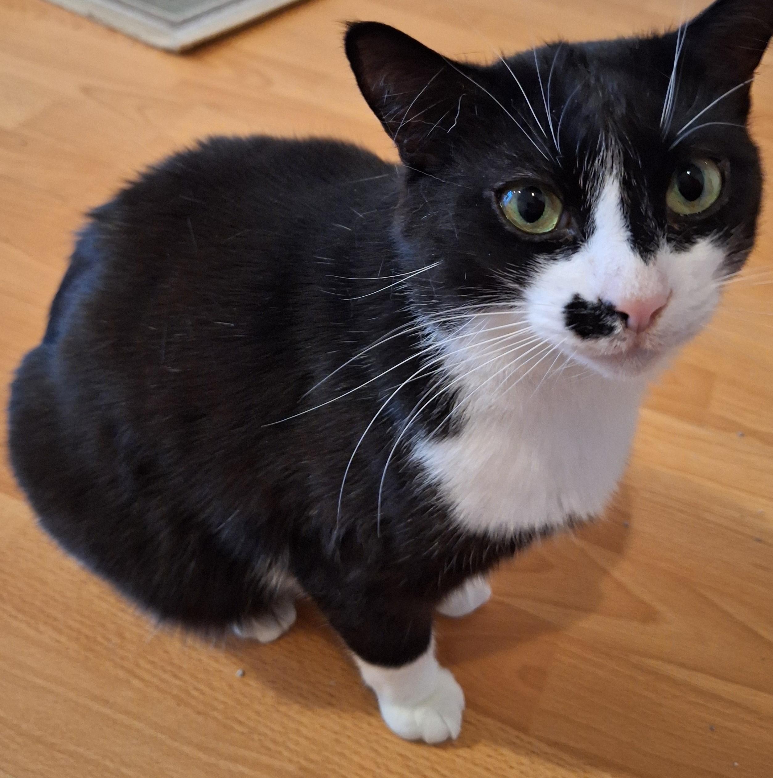 Mystery, a Adoptable Domestic Short Hair in Mississauga, ON image 3/3