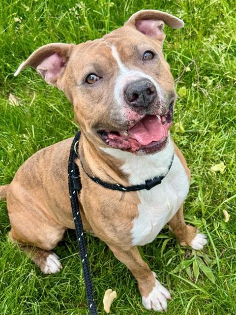 DIESEL, Adoptable, Adult Male Terrier & Mixed Breed.