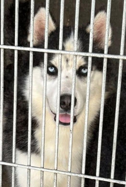 Meet Ace – A Shining Star Too Good to Lose!
