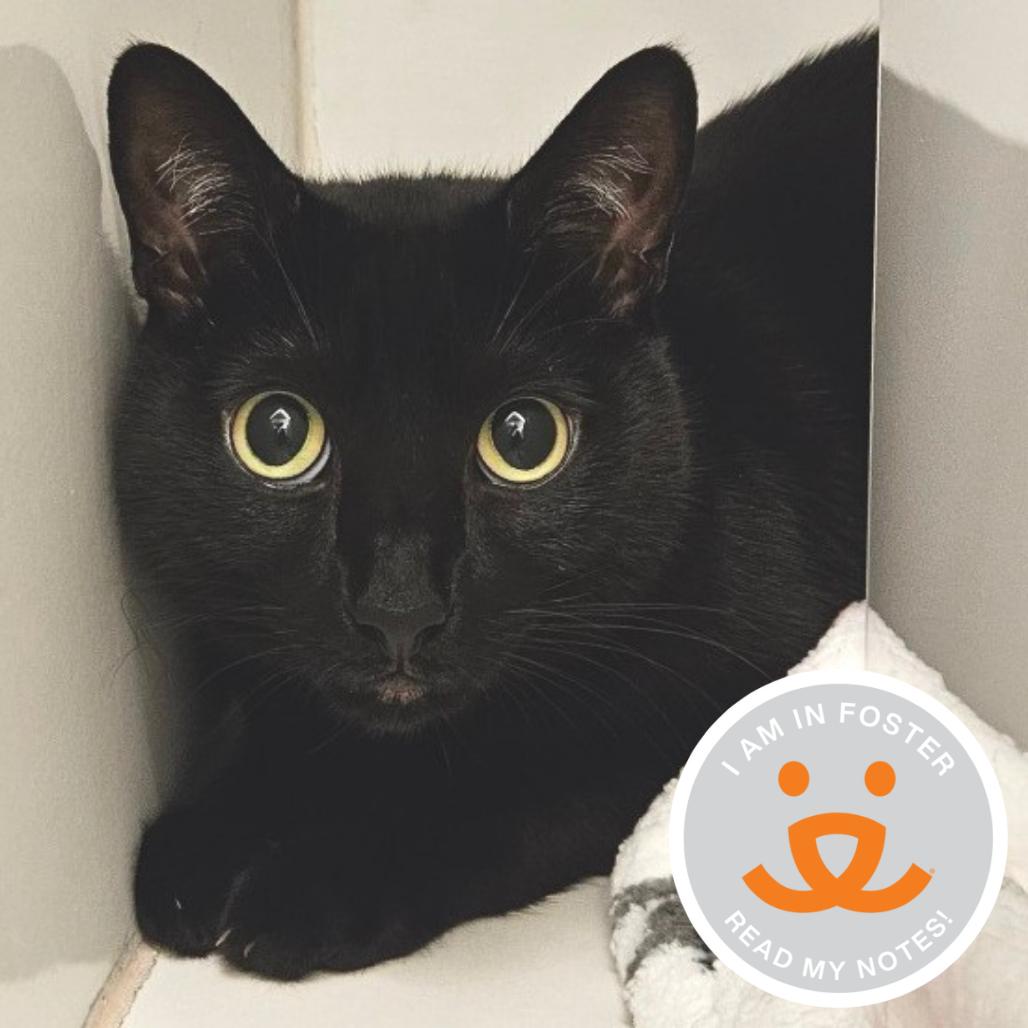 Glen, Adoptable, Adult Male Domestic Short Hair.