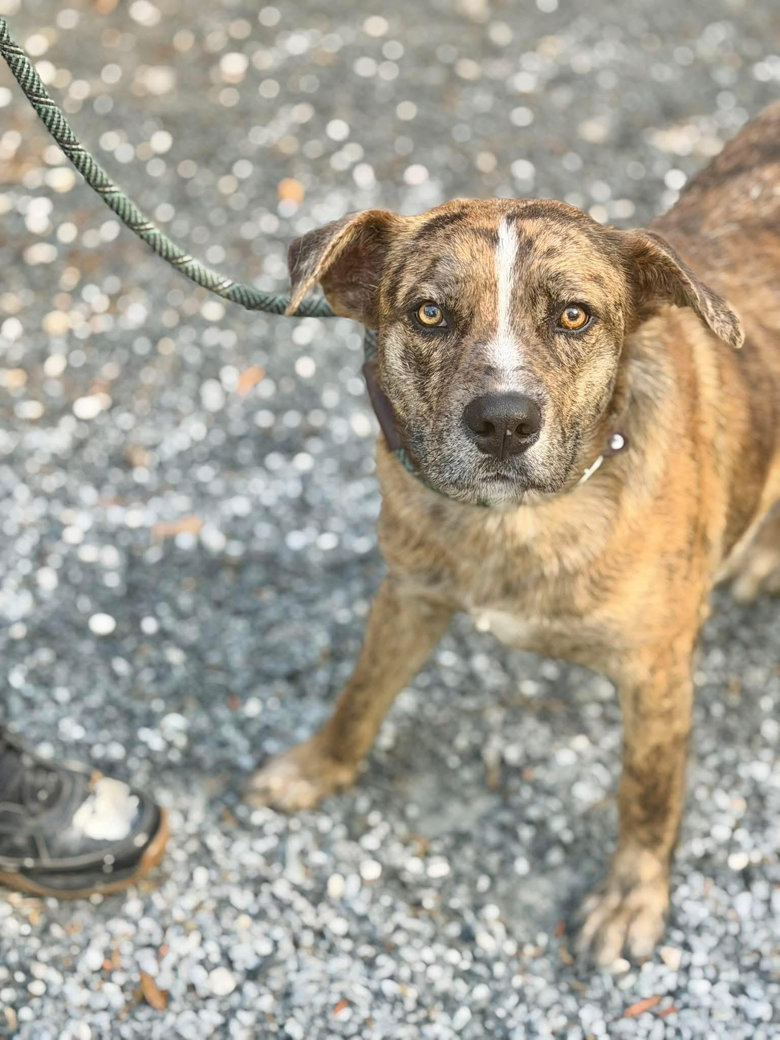 Barney, ADOPTABLE, Adult Male Catahoula Leopard Dog.