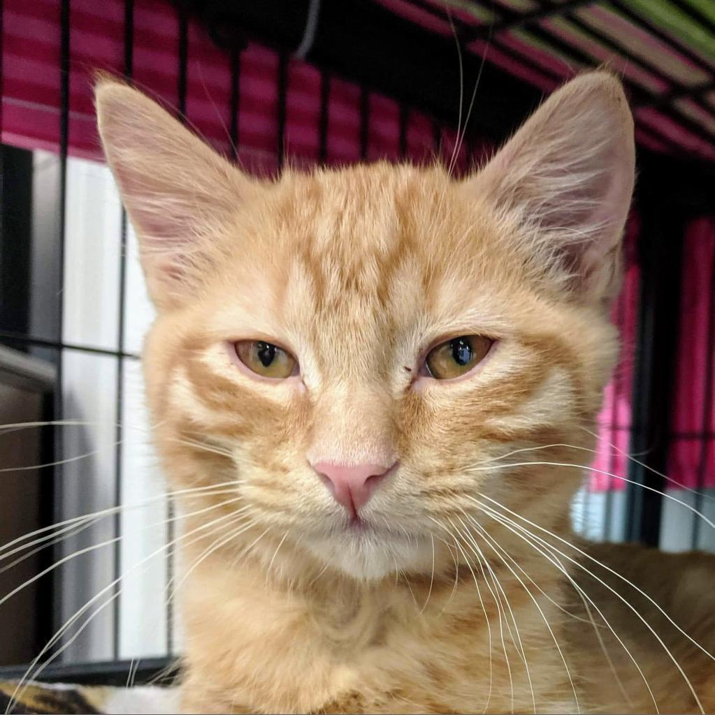 Walter, Adoptable, Adult Male Domestic Short Hair.