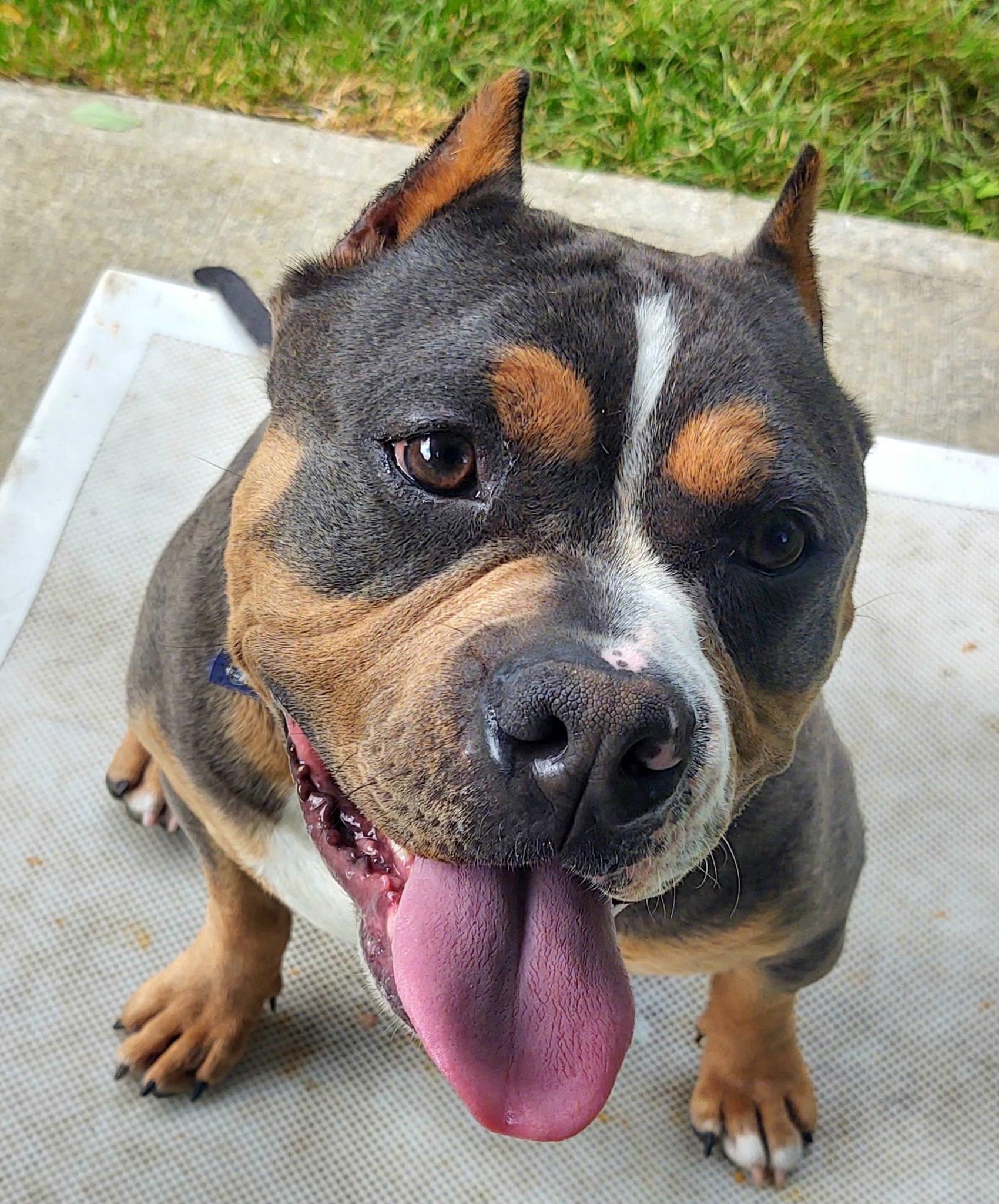 Guinness, ADOPTABLE, Adult Male Pit Bull Terrier.