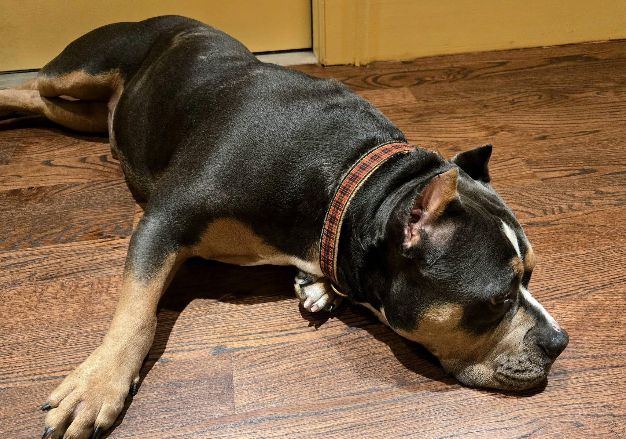 Enlarge Guinness, a ADOPTABLE Pit Bull Terrier in North Kingstown, RI image 2/3