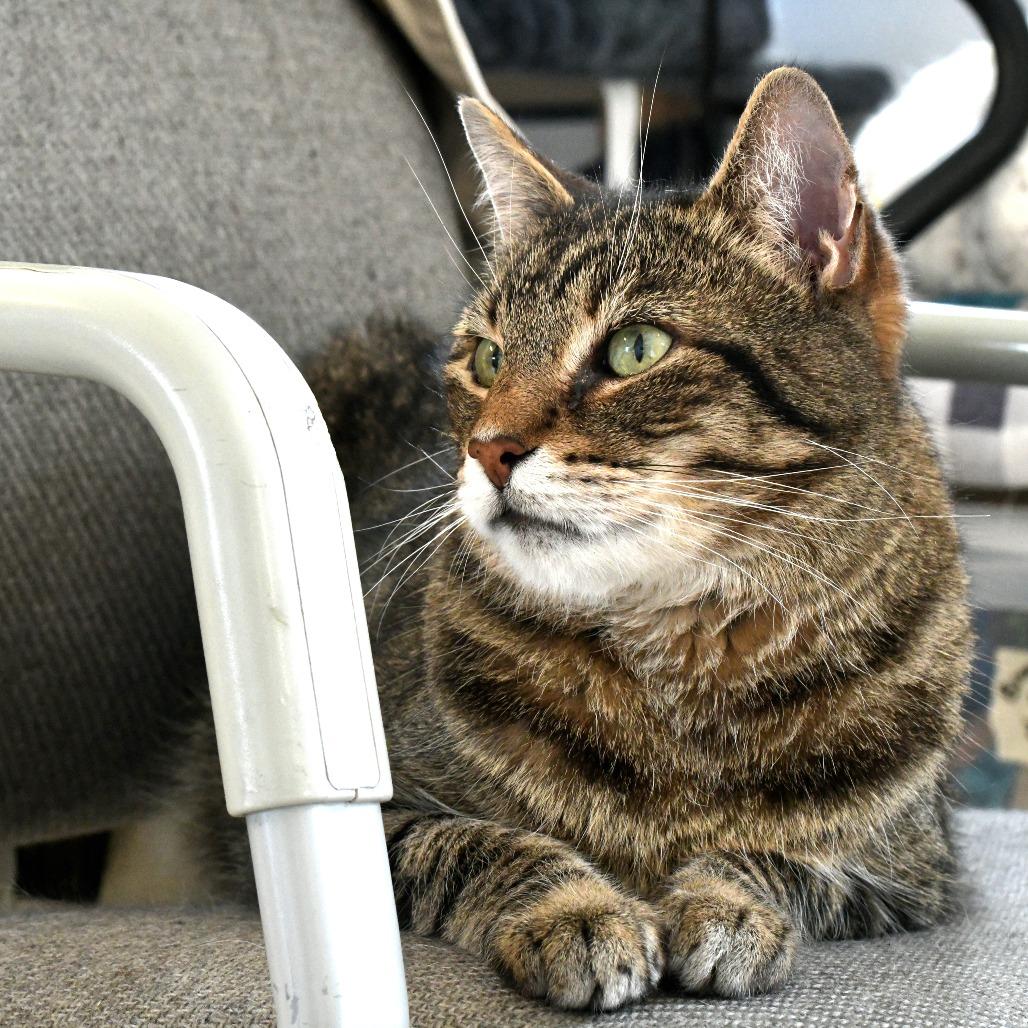 Lloyd, Adoptable, Senior Male Domestic Short Hair.