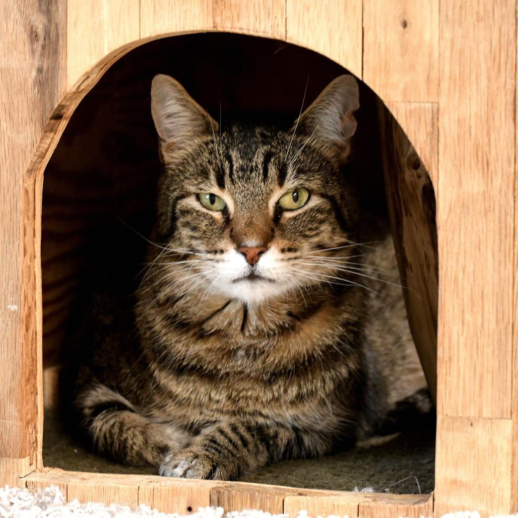 Lloyd, Adoptable, Senior Male Domestic Short Hair.