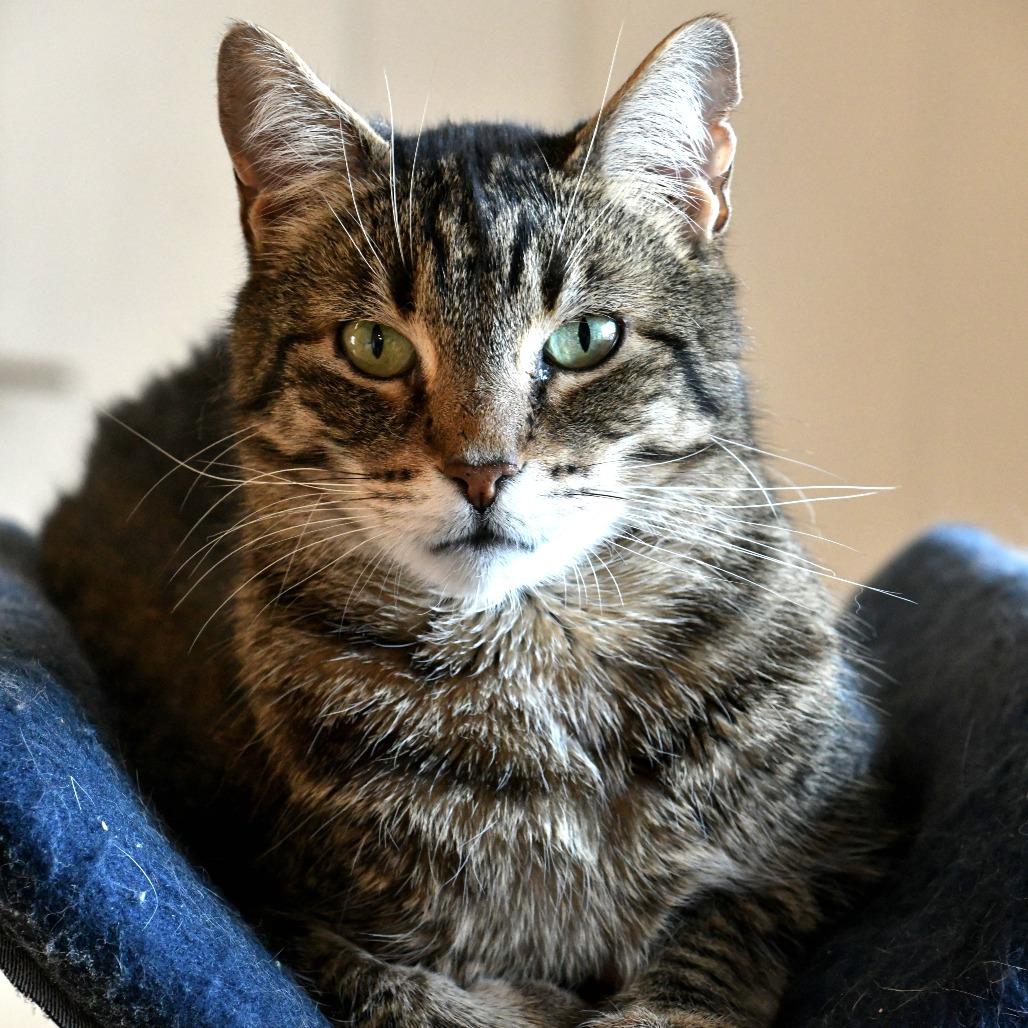 Enlarge Lloyd, a Adoptable Domestic Short Hair in Chilliwack, BC image 2/3