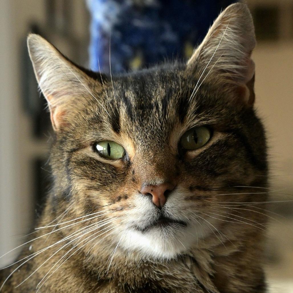 Enlarge Lloyd, a Adoptable Domestic Short Hair in Chilliwack, BC image 1/1