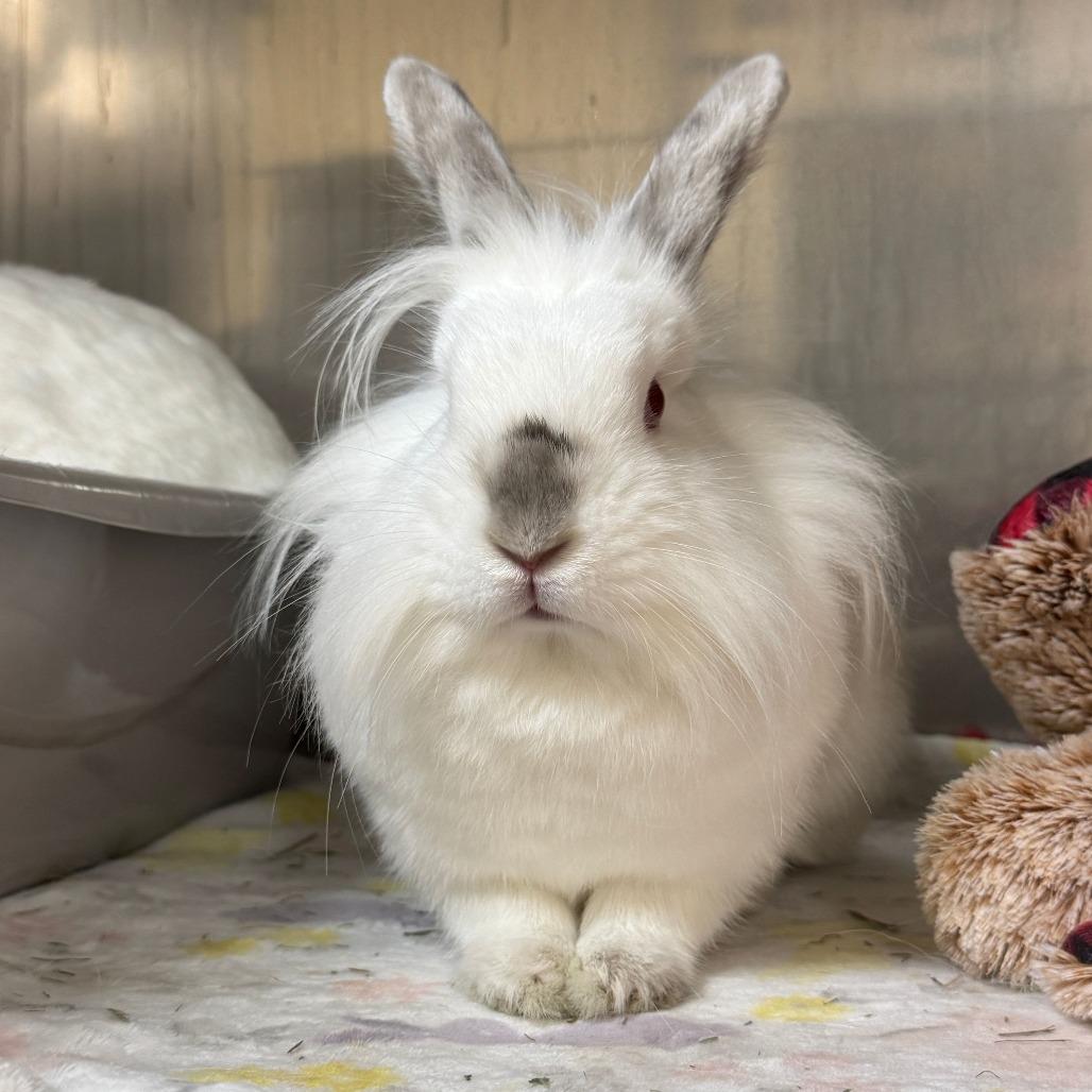 Celsius, Adoptable, Adult Female Lionhead.