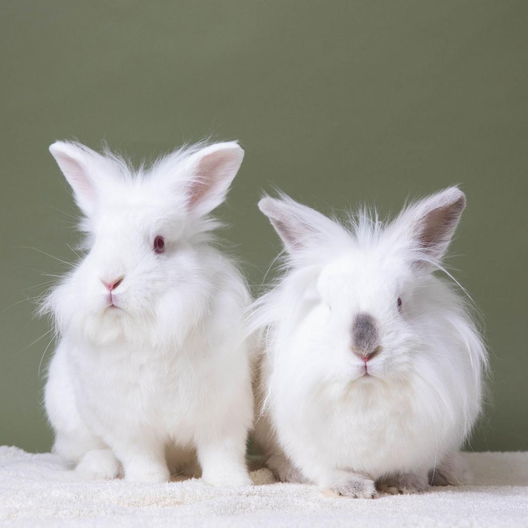 Celsius, a Adoptable Lionhead in Richmond, CA image 2/6