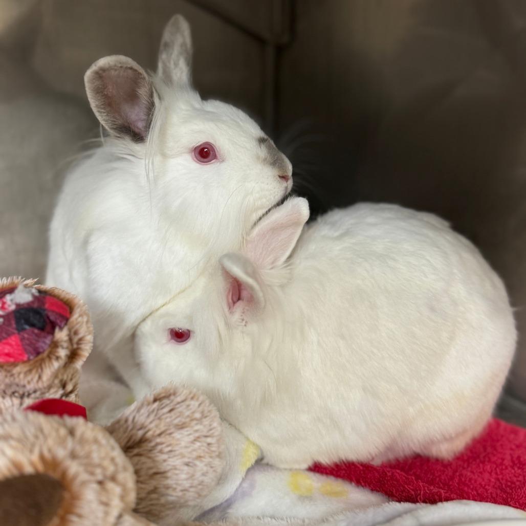 Celsius, a Adoptable Lionhead in Richmond, CA image 6/6