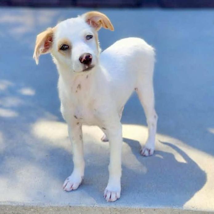 Titan, Adopted, Puppy Male Australian Shepherd & Chihuahua.