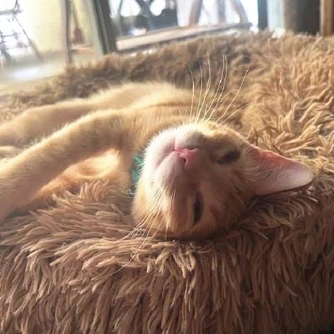 Peanut and Remington, a Adoptable Tabby in Salt Lake City, UT image 2/3