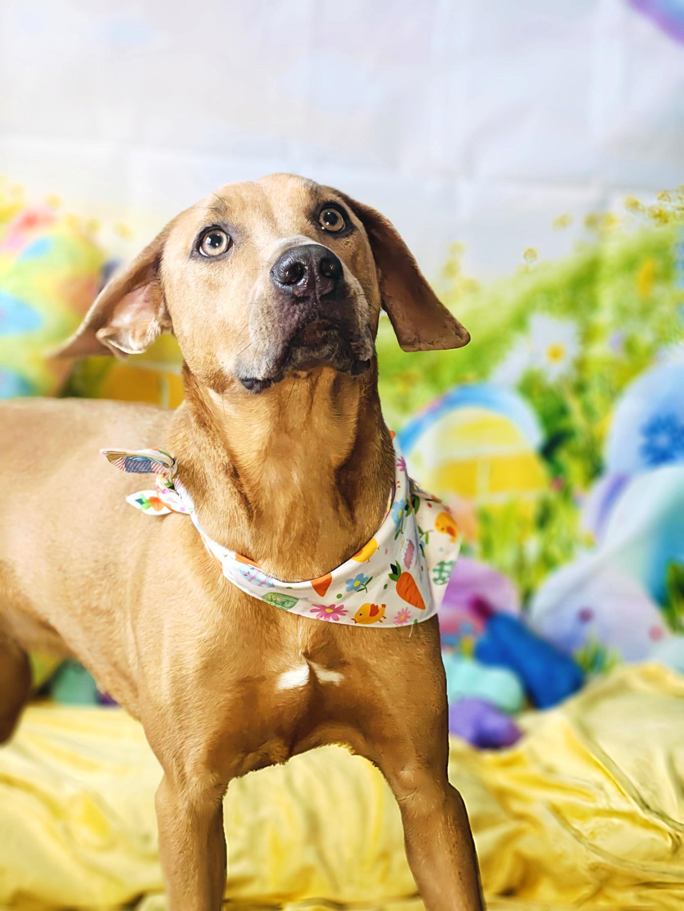 Pumpkin, Adoptable, Young Female Rhodesian Ridgeback & Great Pyrenees.
