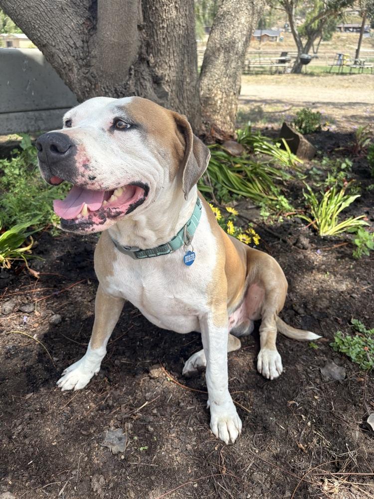 Enlarge Mikey, a Adoptable Pit Bull Terrier in Escondido, CA image 1/5