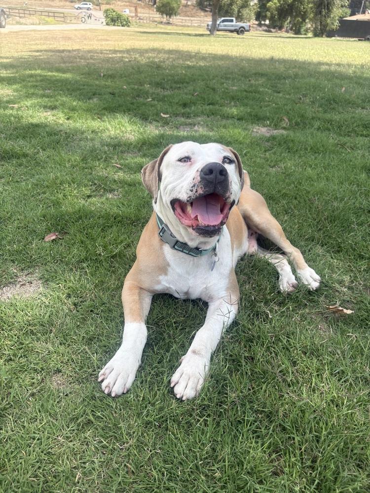 Enlarge Mikey, a Adoptable Pit Bull Terrier in Escondido, CA image 2/5
