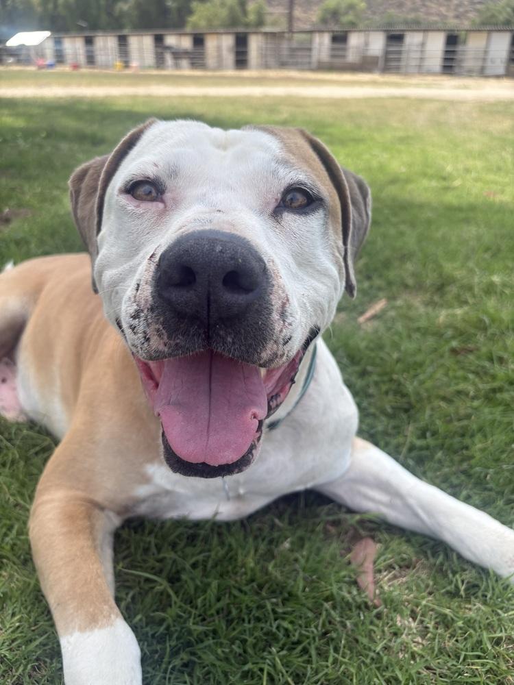 Enlarge Mikey, a Adoptable Pit Bull Terrier in Escondido, CA image 3/5