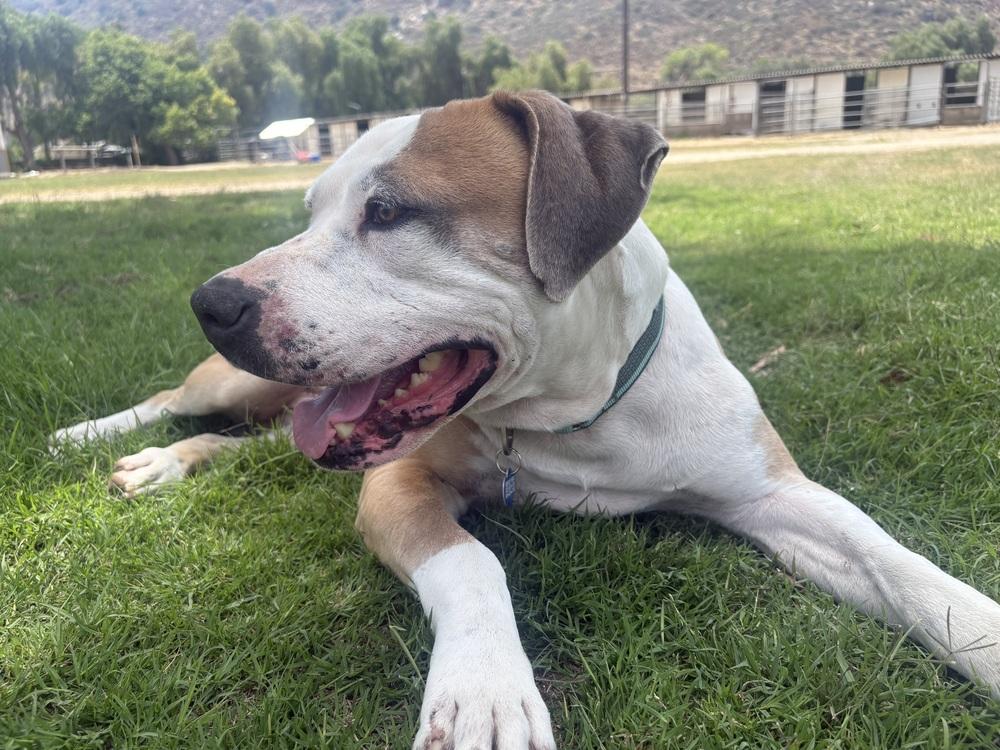 Enlarge Mikey, a Adoptable Pit Bull Terrier in Escondido, CA image 4/5