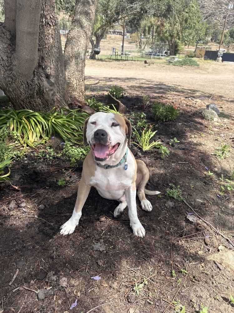 Enlarge Mikey, a Adoptable Pit Bull Terrier in Escondido, CA image 5/5
