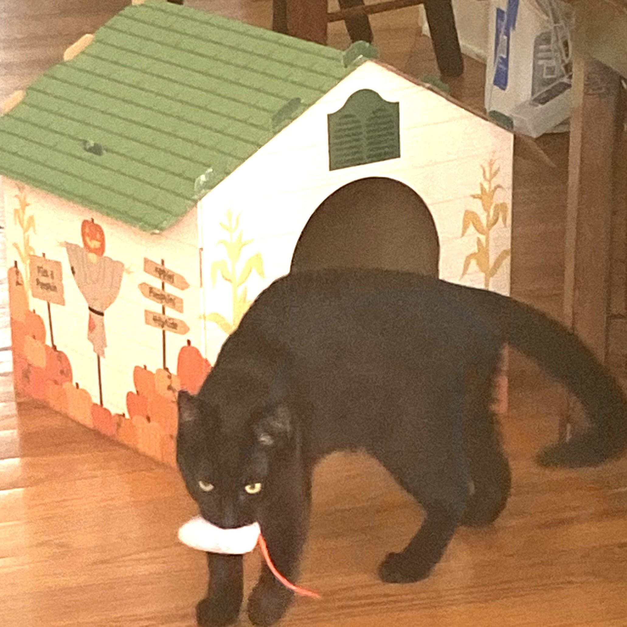 Enlarge Star, a Adoptable Domestic Short Hair in Charlotte, NC image 3/3