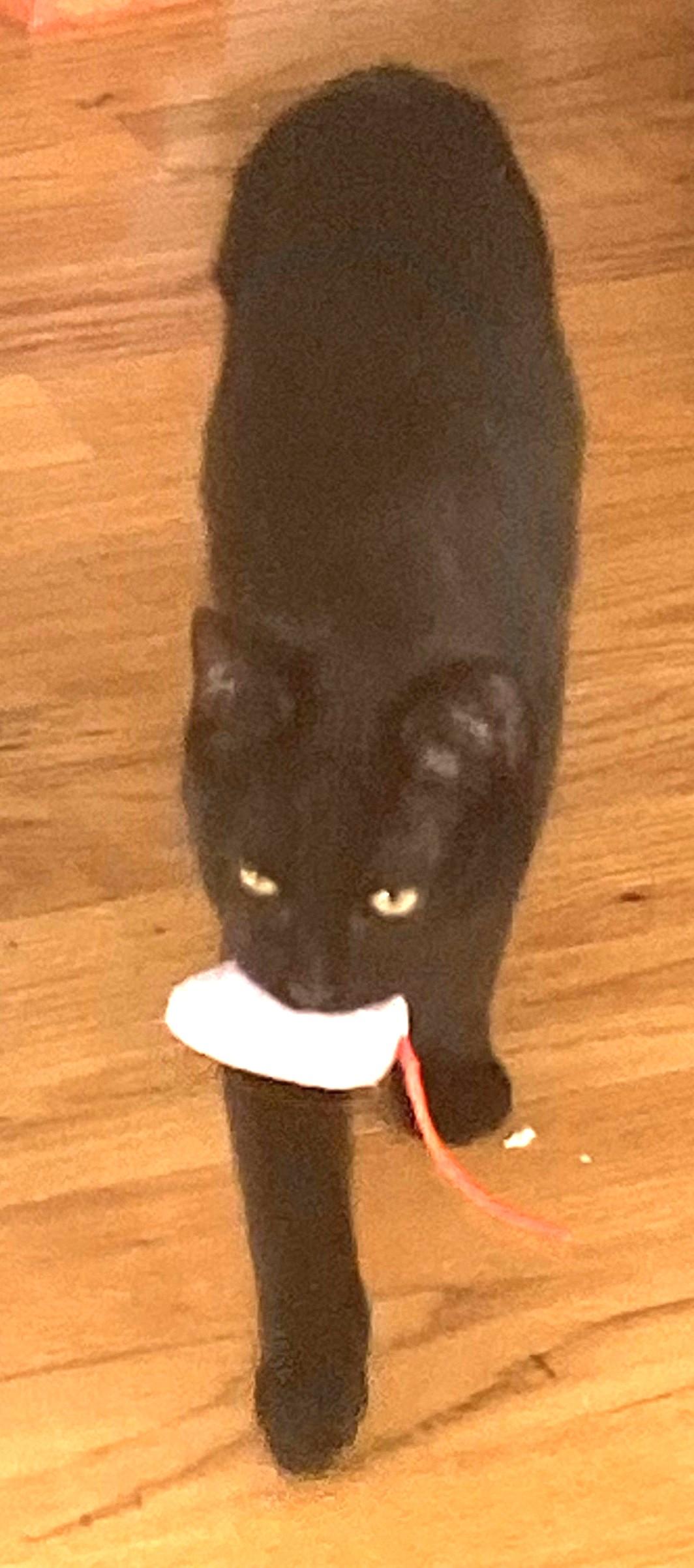 Enlarge Star, an adopted Domestic Short Hair in Charlotte, NC image 4/5