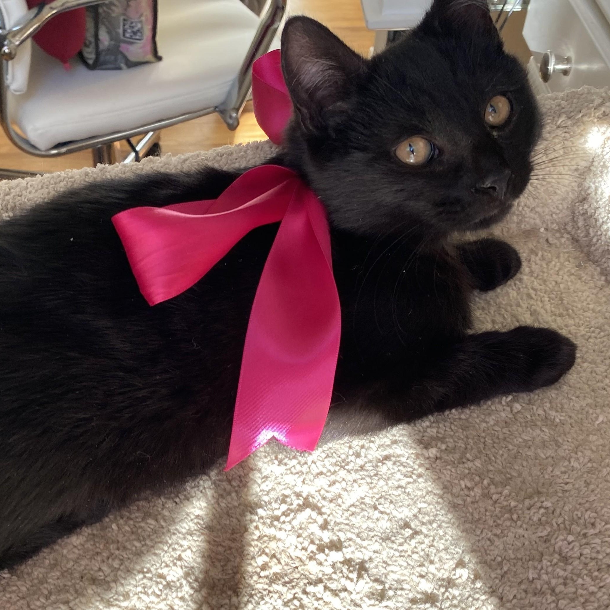 Star, Adoptable, Kitten Male Domestic Short Hair.