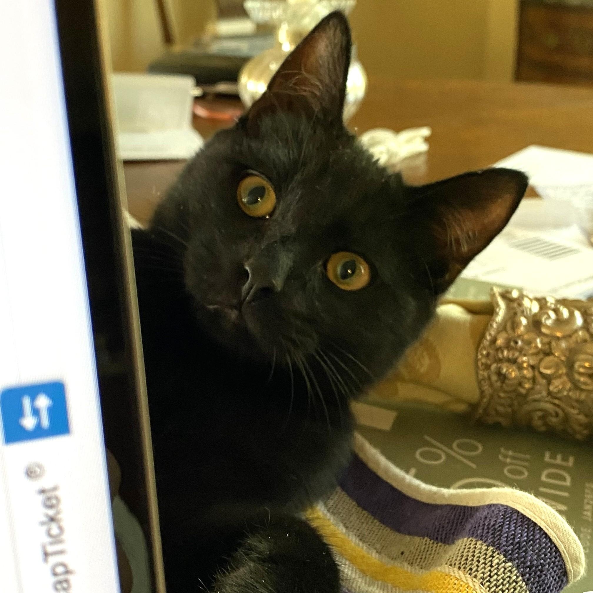 Enlarge Star, an adopted Domestic Short Hair in Charlotte, NC image 2/5