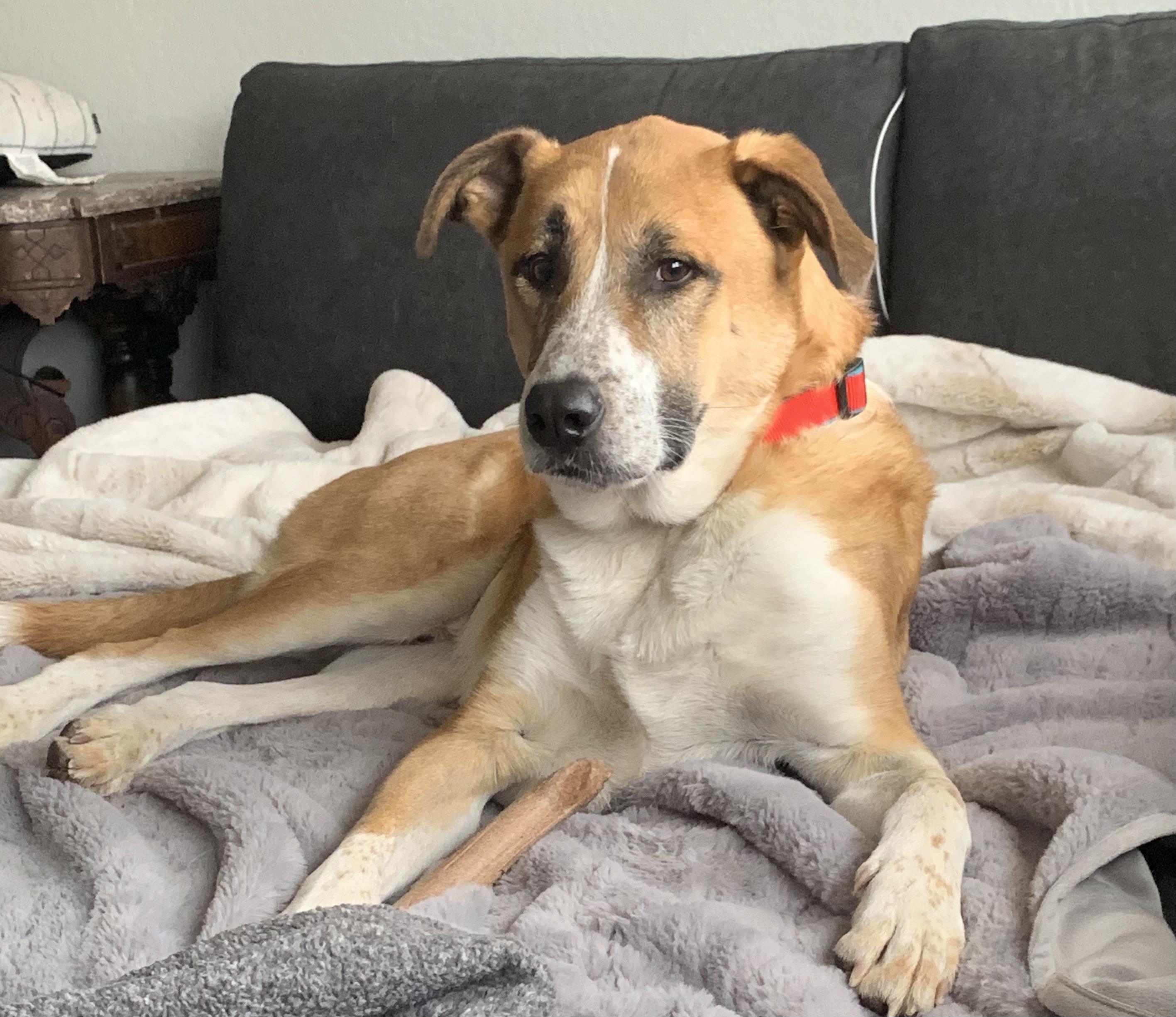 Simba, a Adoptable mixed breed image 3/6