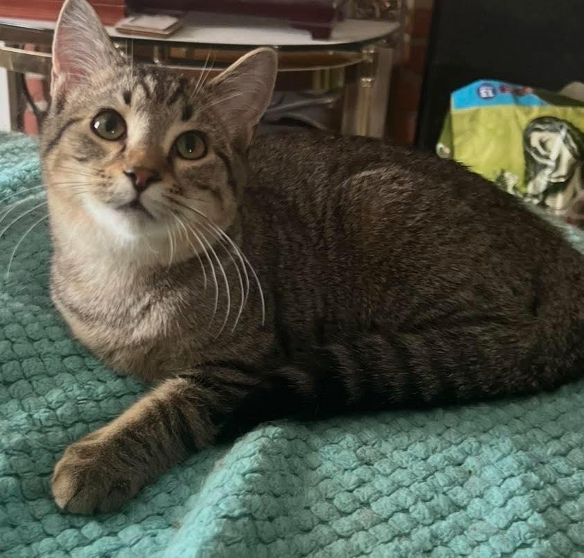 Johnny, Adoptable, Young Male Domestic Medium Hair.