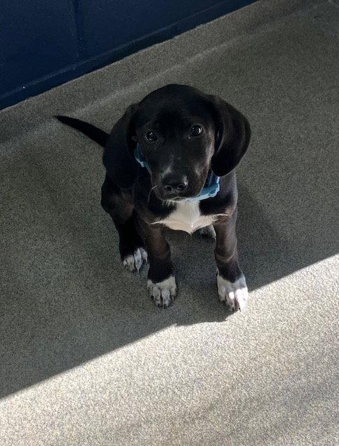 Enlarge Dallas 3 month Ava 4/1, a Adoptable Labrador Retriever in Sterling, MA image 1/1