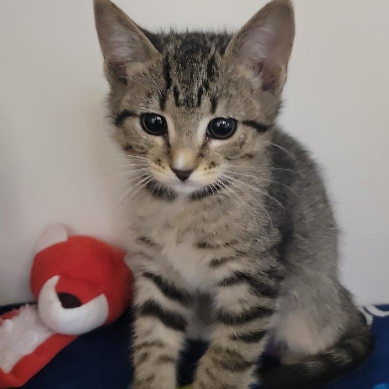 Piranha, Adoptable, Kitten Male Domestic Short Hair.