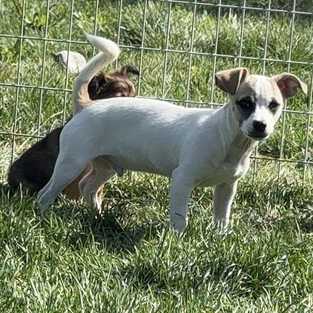 Sparky, Adoptable, Puppy Male Jack Russell Terrier & Chihuahua.