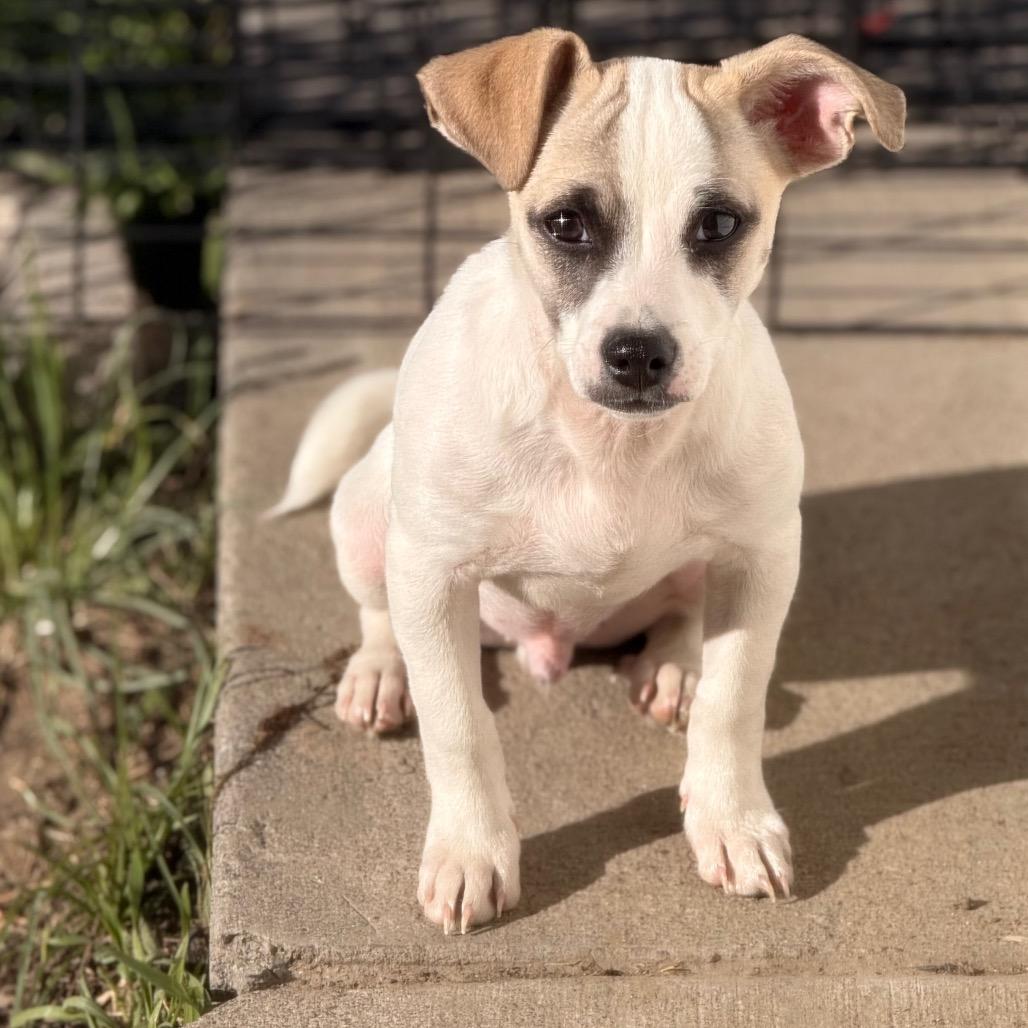 Enlarge Sparky, a Adoptable mixed breed in West Richland, WA image 2/6