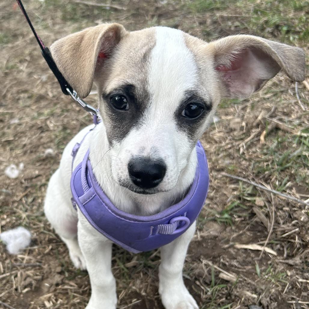 Enlarge Sparky, a Adoptable mixed breed in West Richland, WA image 3/6
