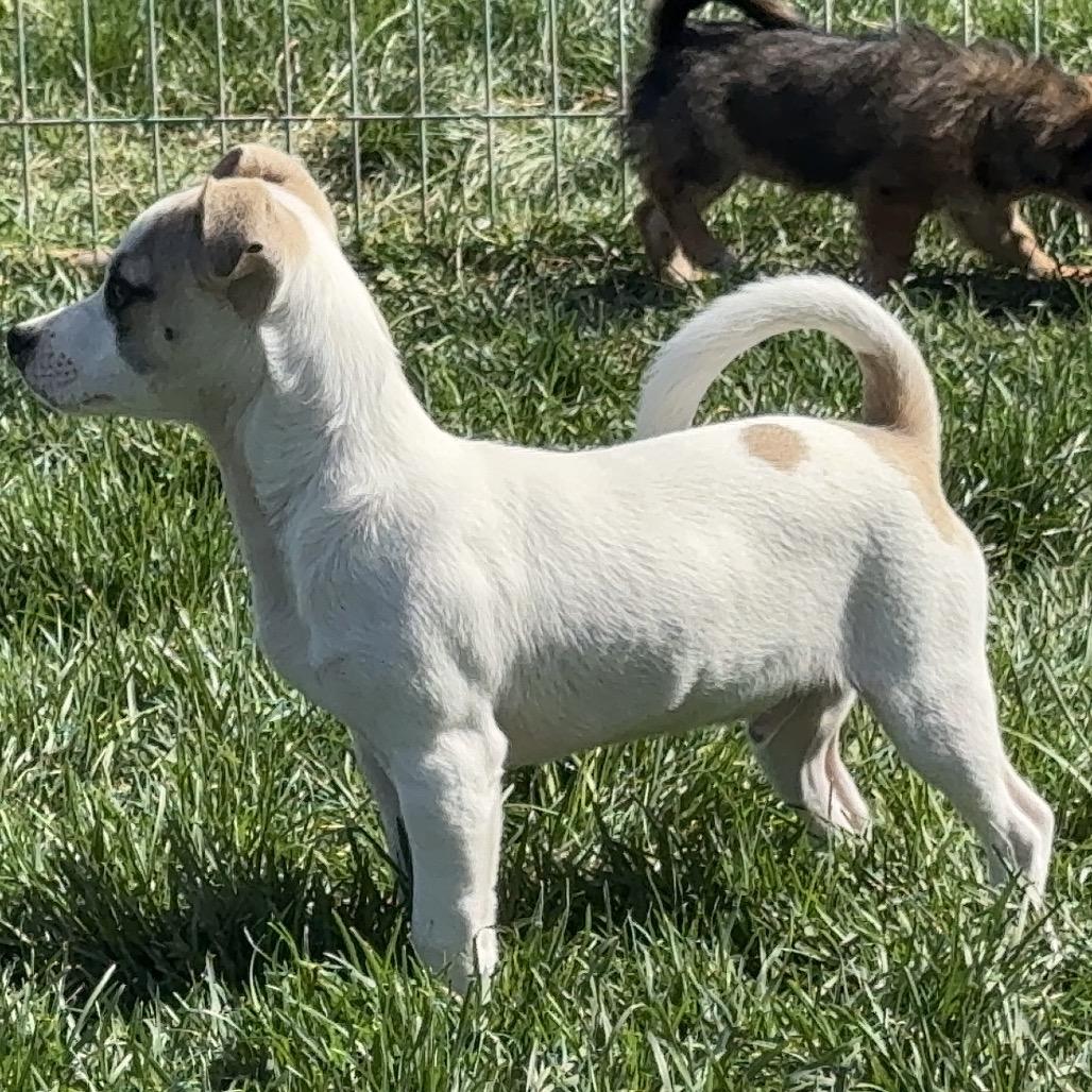 Enlarge Sparky, a Adoptable mixed breed in West Richland, WA image 4/6