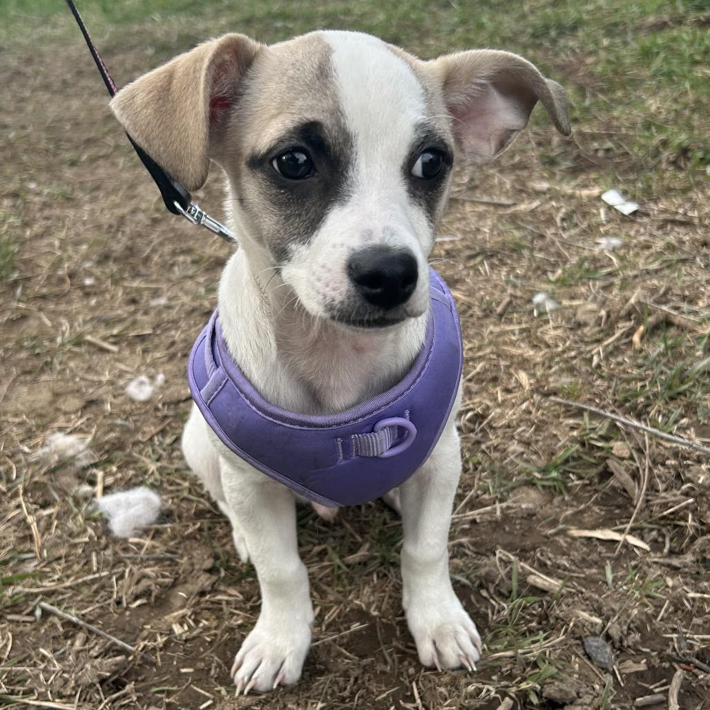 Enlarge Sparky, a Adoptable mixed breed in West Richland, WA image 5/6